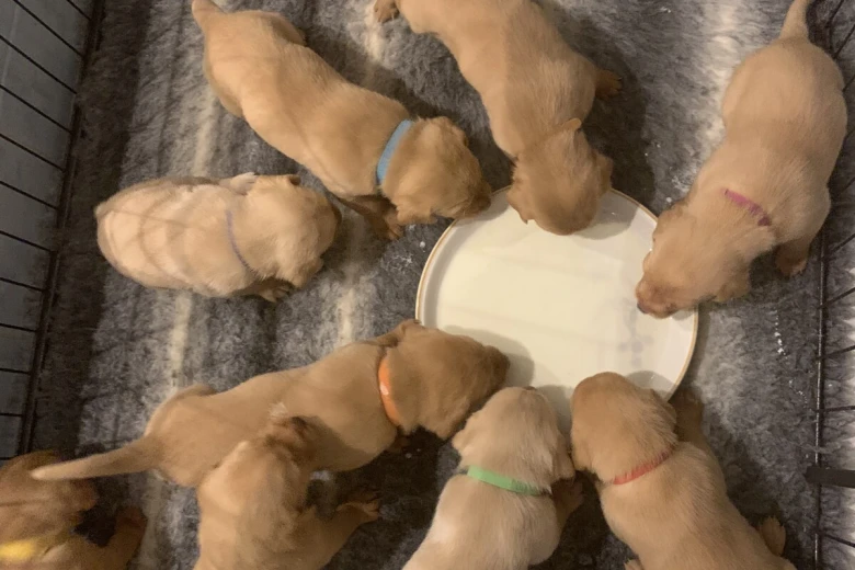 Labrador Retriever
