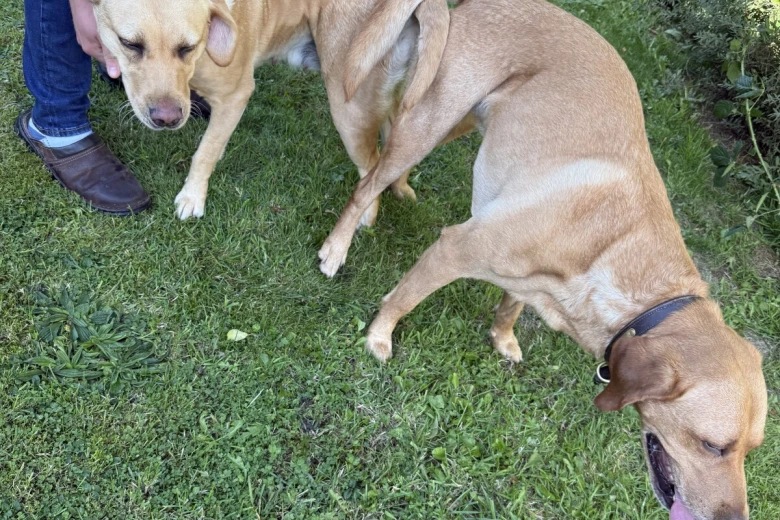 Labrador Retriever