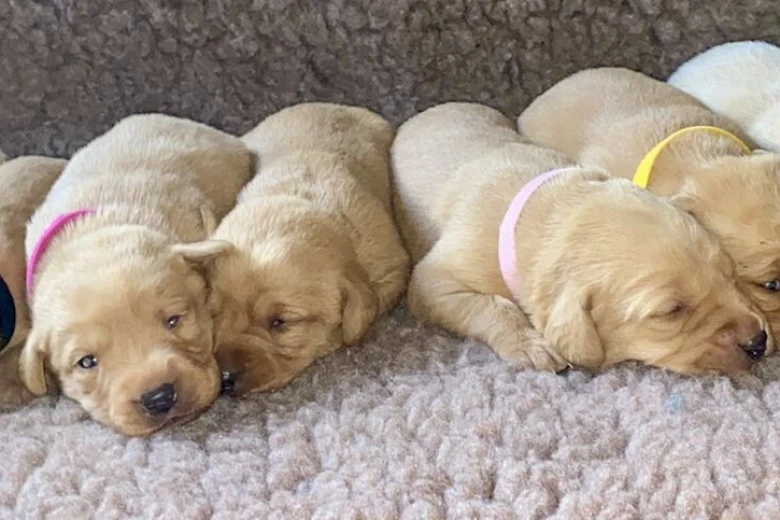 Labrador Retriever