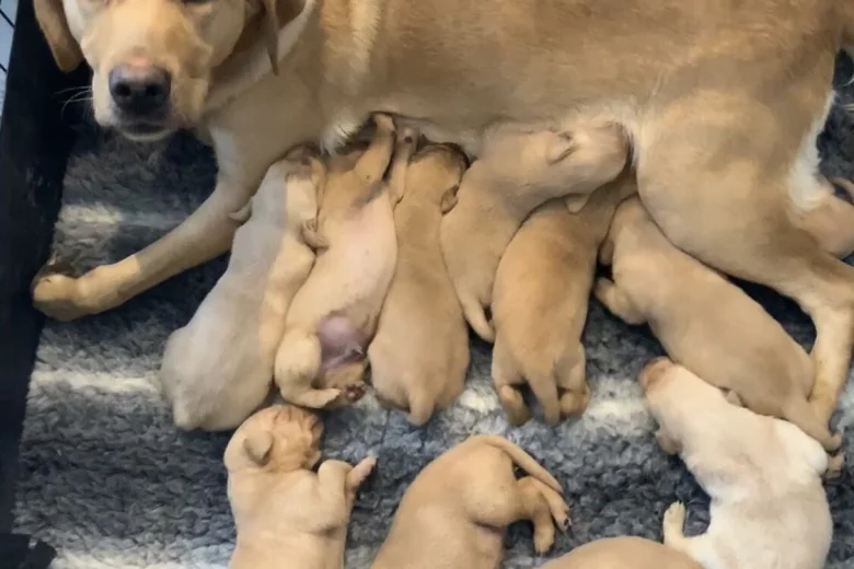 Labrador Retriever