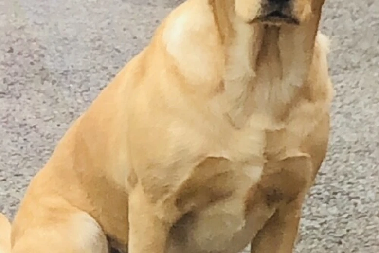 Labrador Retriever