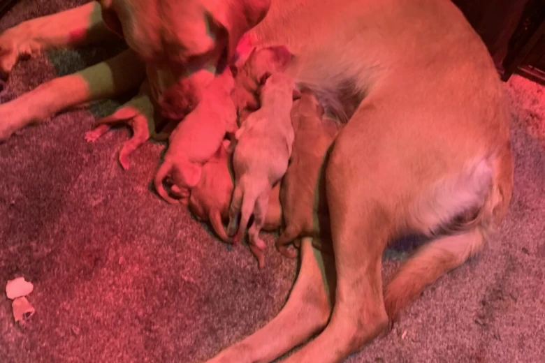 Labrador Retriever