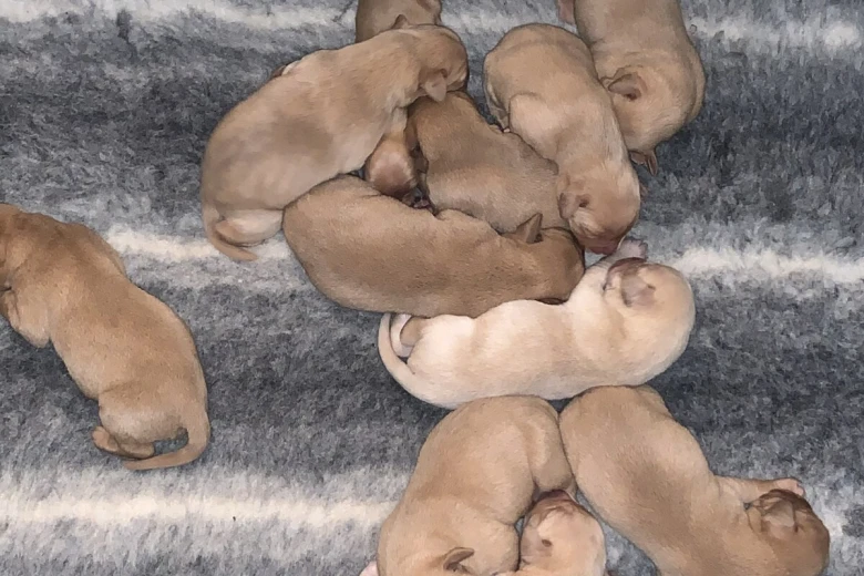 Labrador Retriever