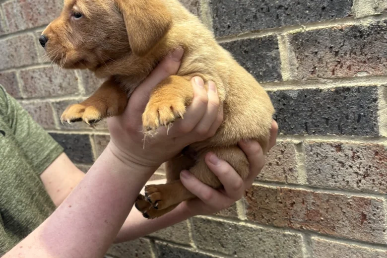 Labrador Retriever
