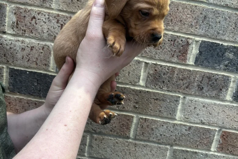 Labrador Retriever