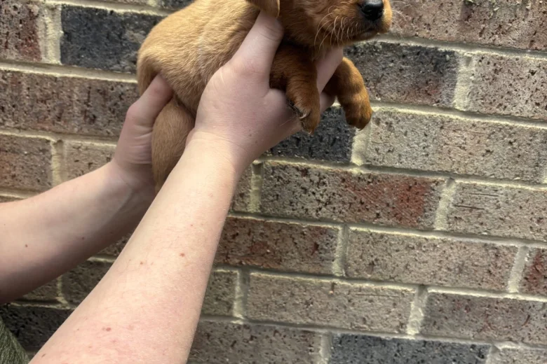 Labrador Retriever