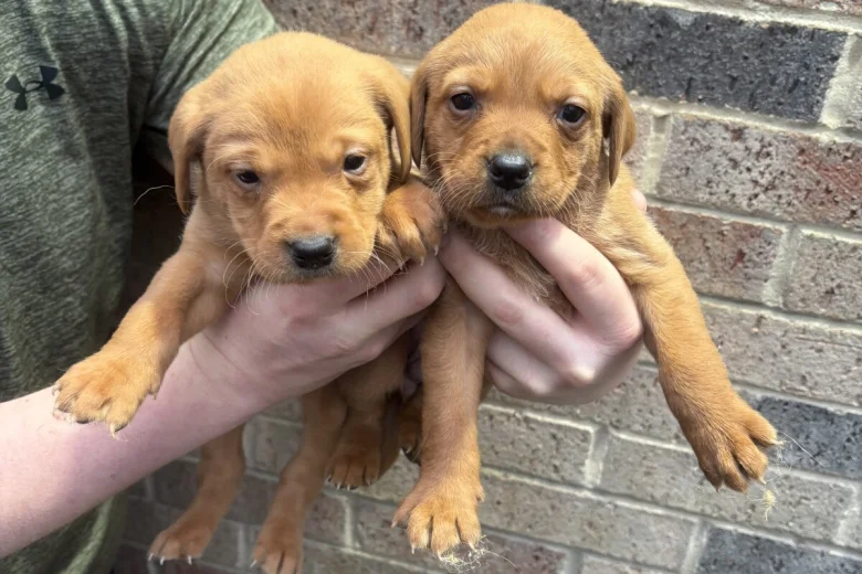 Labrador Retriever