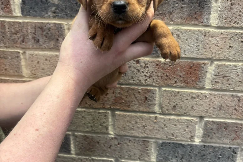 Labrador Retriever