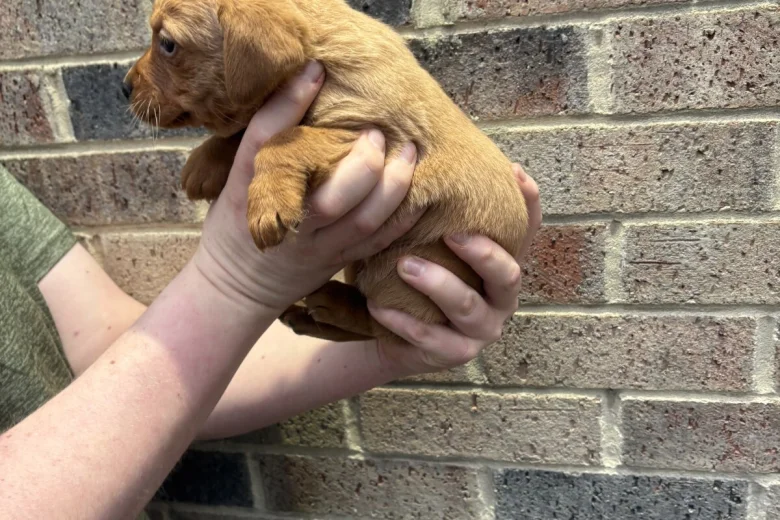 Labrador Retriever