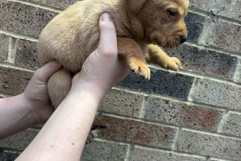 Labrador Retriever