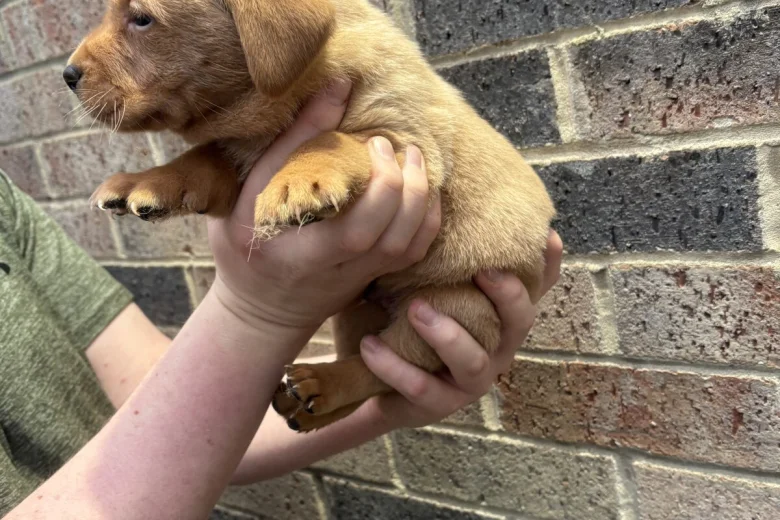 Labrador Retriever