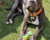 Staffordshire Bull Terrier