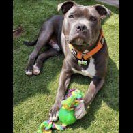 Staffordshire Bull Terrier