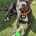 Staffordshire Bull Terrier