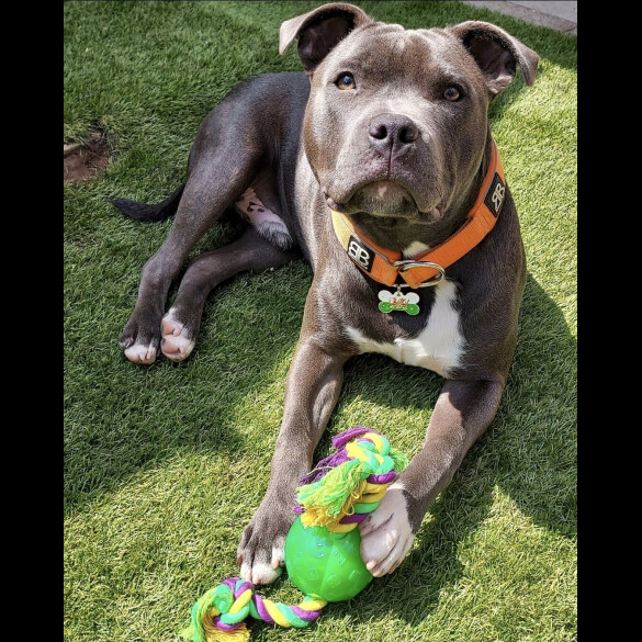 Staffordshire Bull Terrier