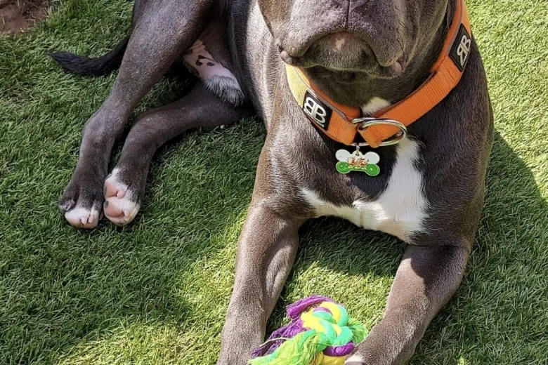 Staffordshire Bull Terrier