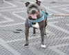 Staffordshire Bull Terrier
