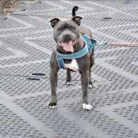 Staffordshire Bull Terrier