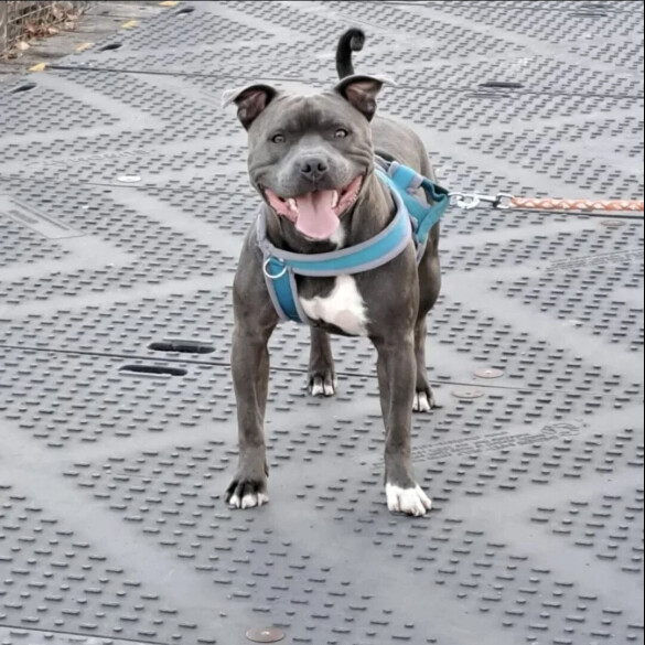 Staffordshire Bull Terrier