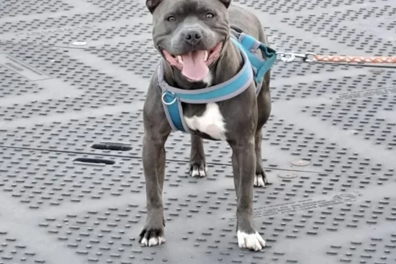 Staffordshire Bull Terrier