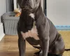 Staffordshire Bull Terrier