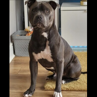 Staffordshire Bull Terrier