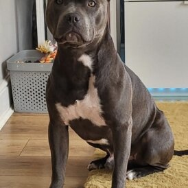 Staffordshire Bull Terrier