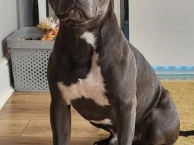 Staffordshire Bull Terrier