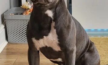 Staffordshire Bull Terrier