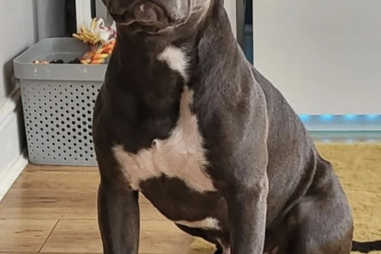 Staffordshire Bull Terrier