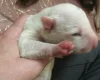 Bull Terrier