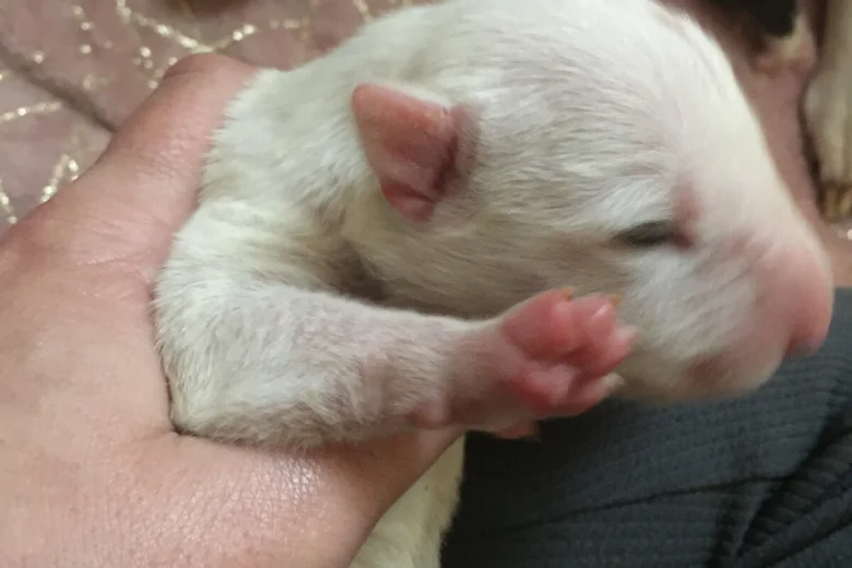 Bull Terrier