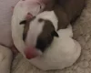 Bull Terrier