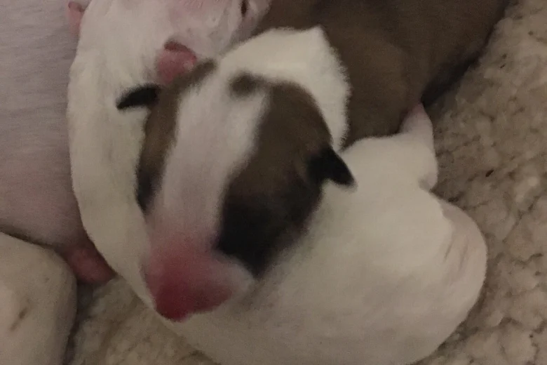Bull Terrier