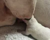 Bull Terrier