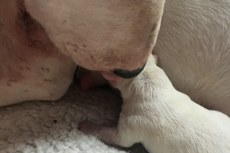 Bull Terrier