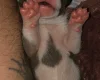 Bull Terrier