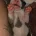 Bull Terrier