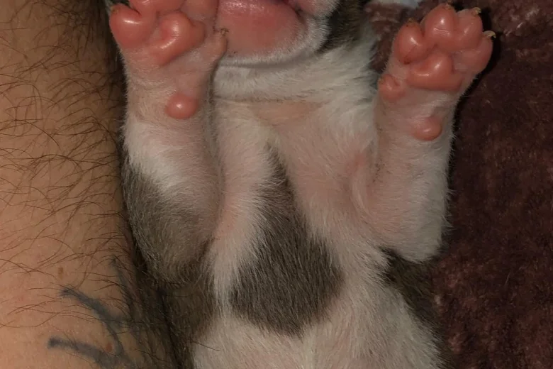 Bull Terrier