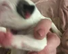 Bull Terrier