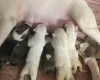 Bull Terrier