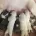 Bull Terrier