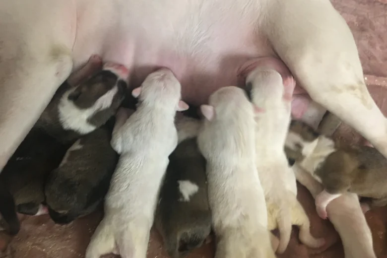 Bull Terrier