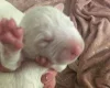 Bull Terrier