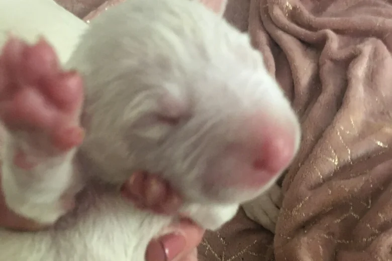 Bull Terrier