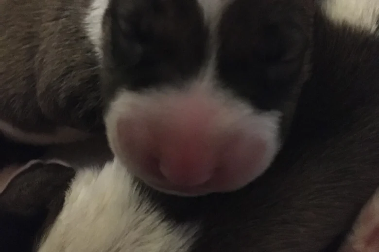 Bull Terrier