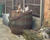 Bull Terrier