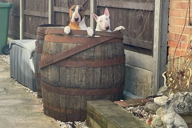 Bull Terrier
