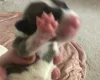 Bull Terrier