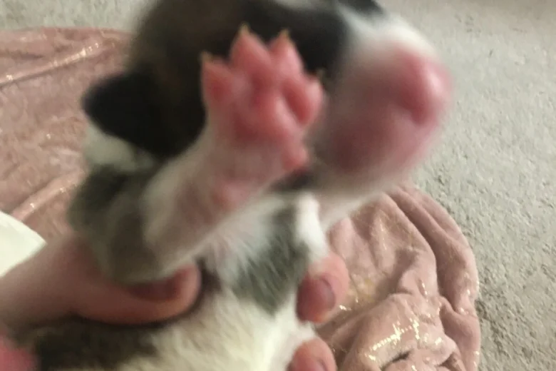 Bull Terrier